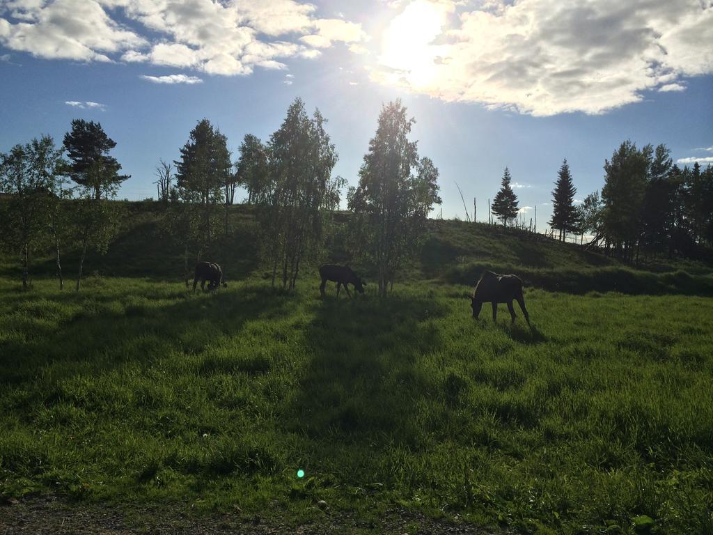 Villa Moose Garden Orrviken Zimmer foto