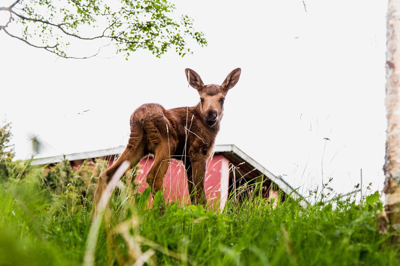 Villa Moose Garden Orrviken Exterior foto